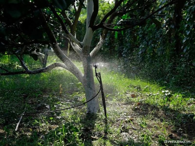 tuoi nuoc cho cay buoi 