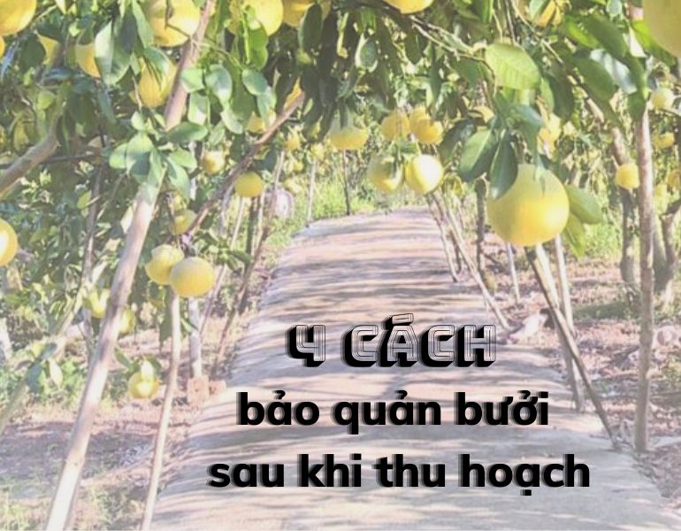 4 Cách bảo quản bưởi sau khi thu hoạch