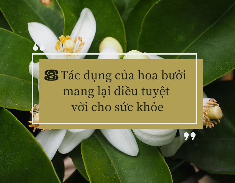 8 Tác dụng của hoa bưởi mang lại điều tuyệt vời cho sức khỏe