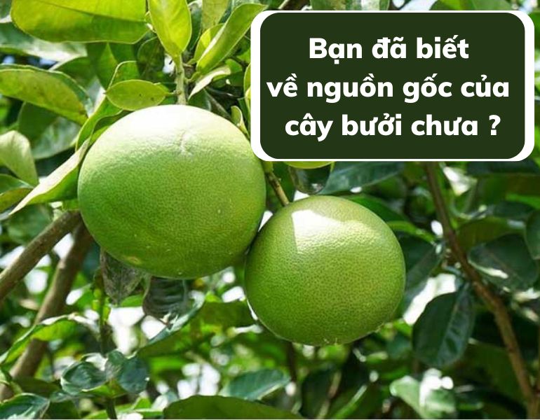 Bạn đã biết về nguồn gốc của cây bưởi chưa ?