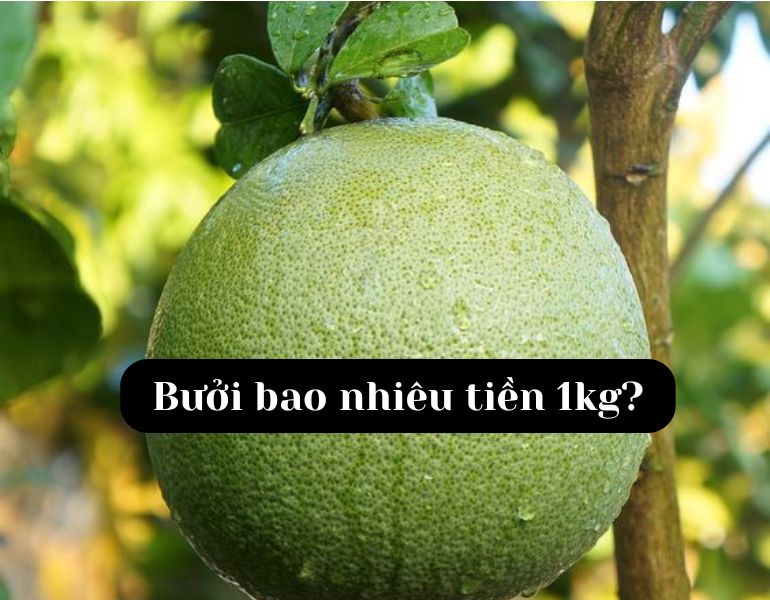 Bưởi bao nhiêu tiền 1kg?