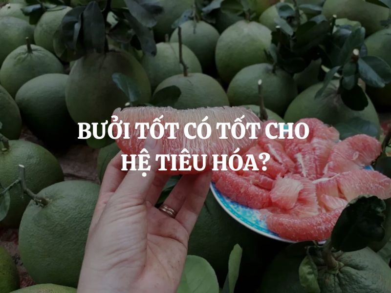 Bưởi có tốt cho hệ tiêu hóa không? Lợi ích, rủi ro và cách ăn đúng cách