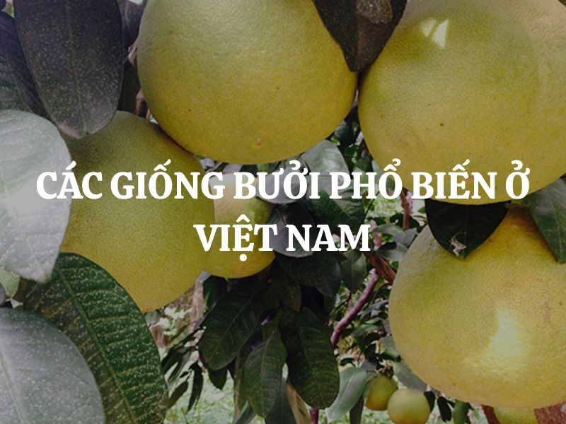 Các giống bưởi phổ biến ở Việt Nam được ưa chuộng hiện nay