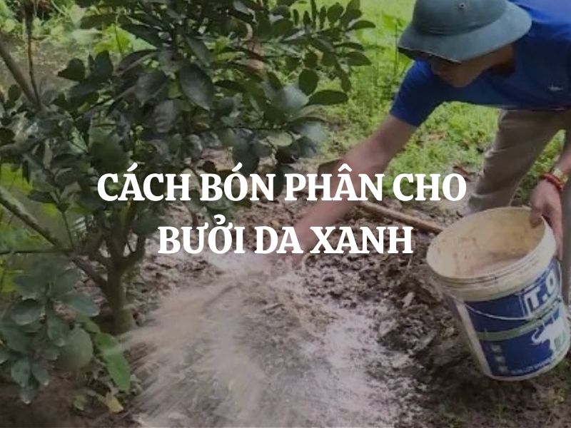 Cách bón phân cho bưởi da xanh giúp trái to, ngọt, đạt năng suất cao