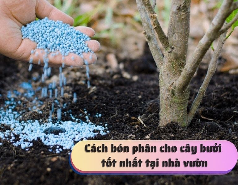 Cách bón phân cho cây bưởi tốt nhất tại nhà vườn