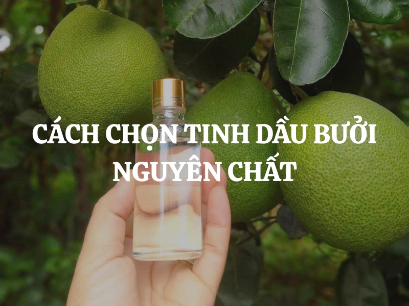 Cách chọn tinh dầu bưởi nguyên chất chuẩn chất lượng và an toàn khi sử dụng