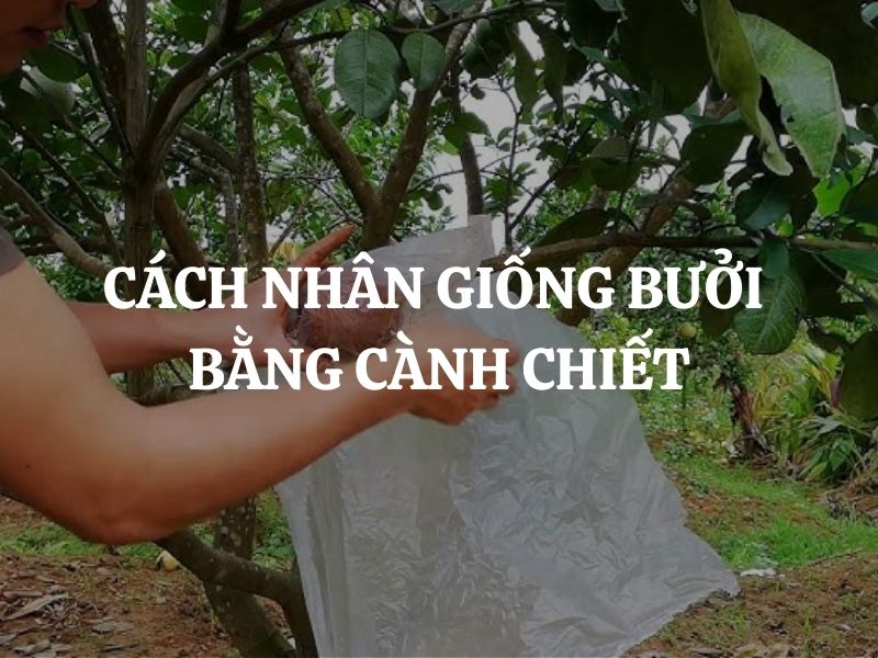 Cách nhân giống bưởi bằng cành chiết đúng kỹ thuật, tỷ lệ sống cao