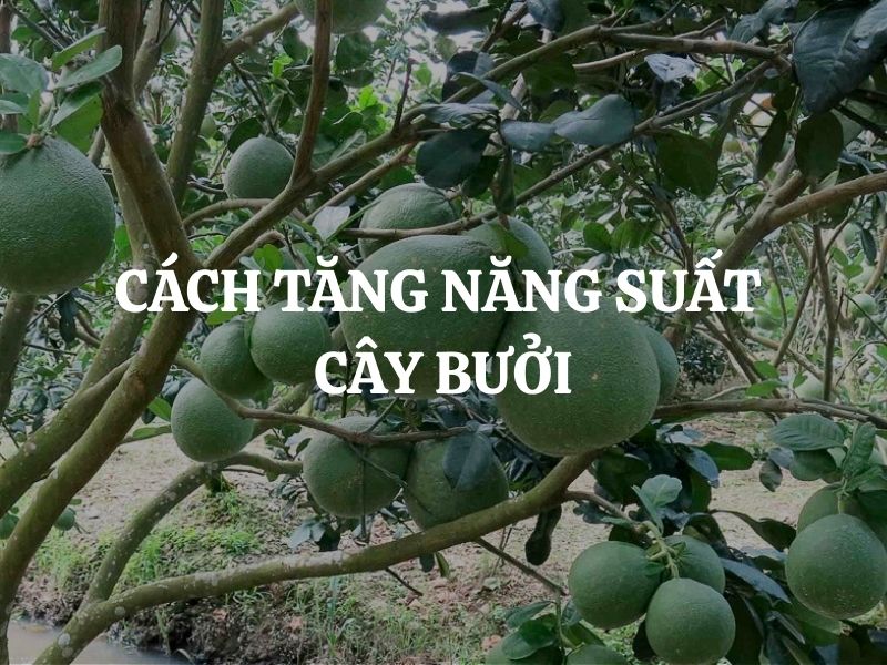 Cách tăng năng suất cây bưởi hiệu quả và bền vững cho nhà vườn