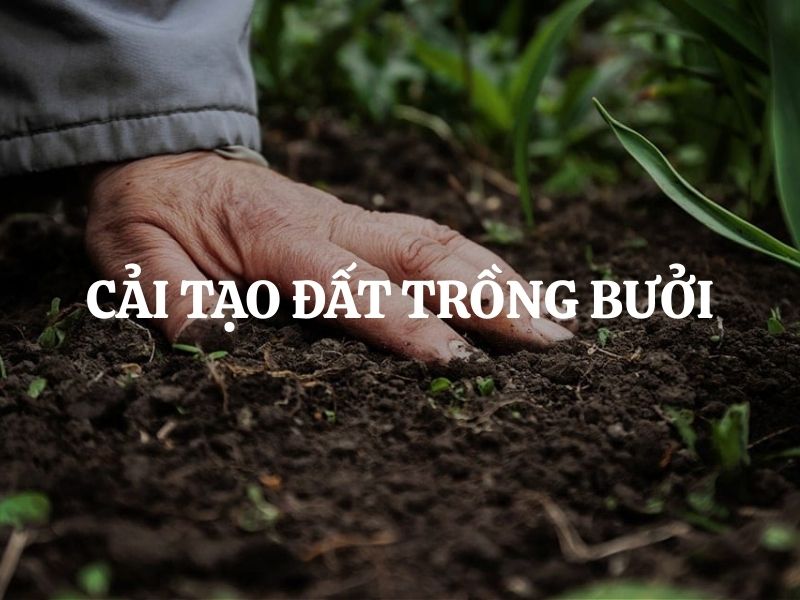 Cải tạo đất trồng bưởi hiệu quả giúp tăng đậu trái và năng suất bền vững