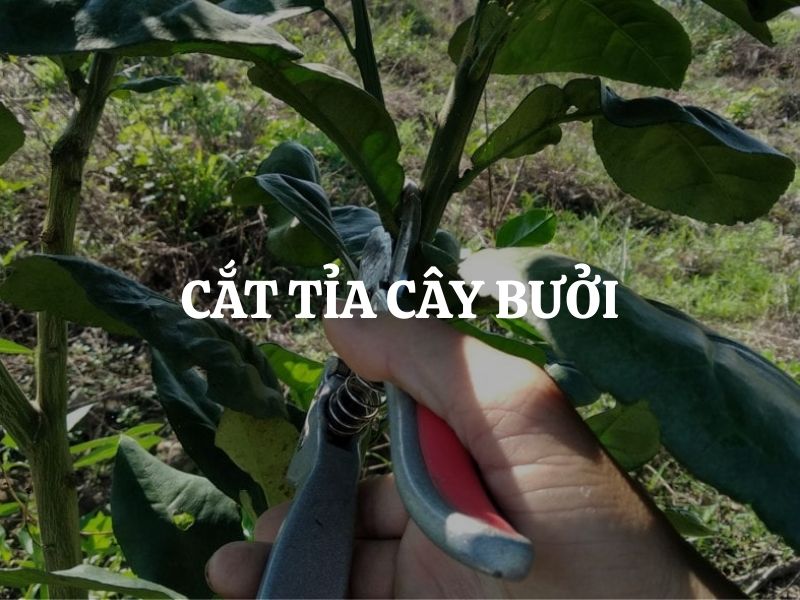Cắt tỉa cây bưởi đúng kỹ thuật giúp cây khỏe mạnh, sai quả bền lâu