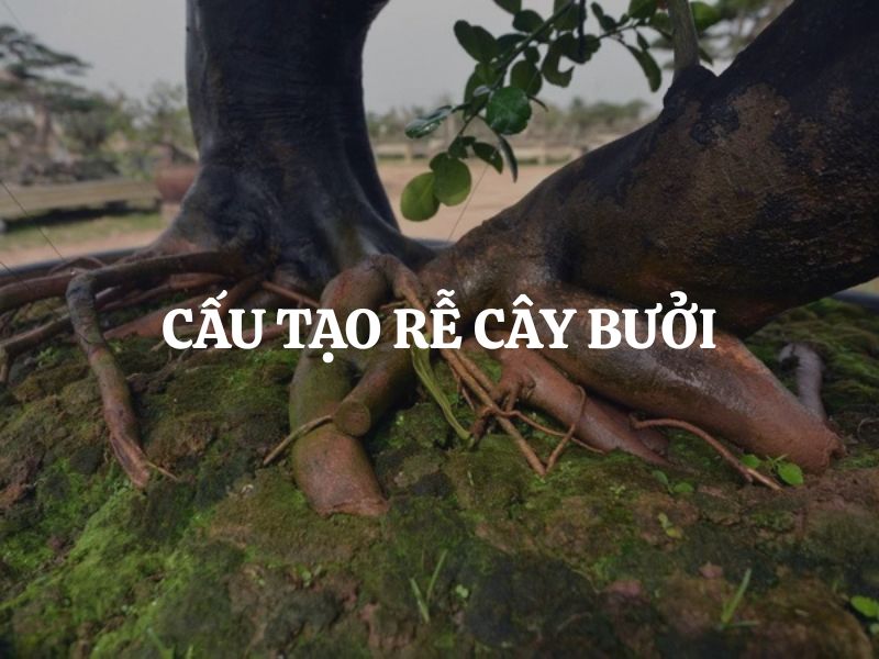 Cấu tạo rễ cây bưởi và vai trò quan trọng đối với sự sinh trưởng của cây