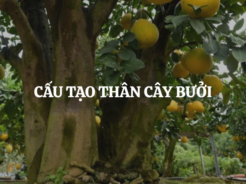 Cấu tạo thân cây bưởi và những đặc điểm quan trọng trong sinh trưởng