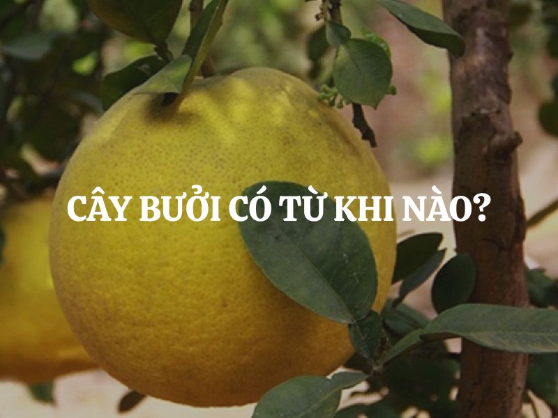 Cây bưởi có từ khi nào? Khám phá lịch sử và giá trị của cây bưởi