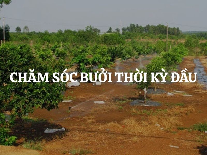 Chăm sóc bưởi thời kỳ đầu giúp hạn chế rụng trái, tăng năng suất