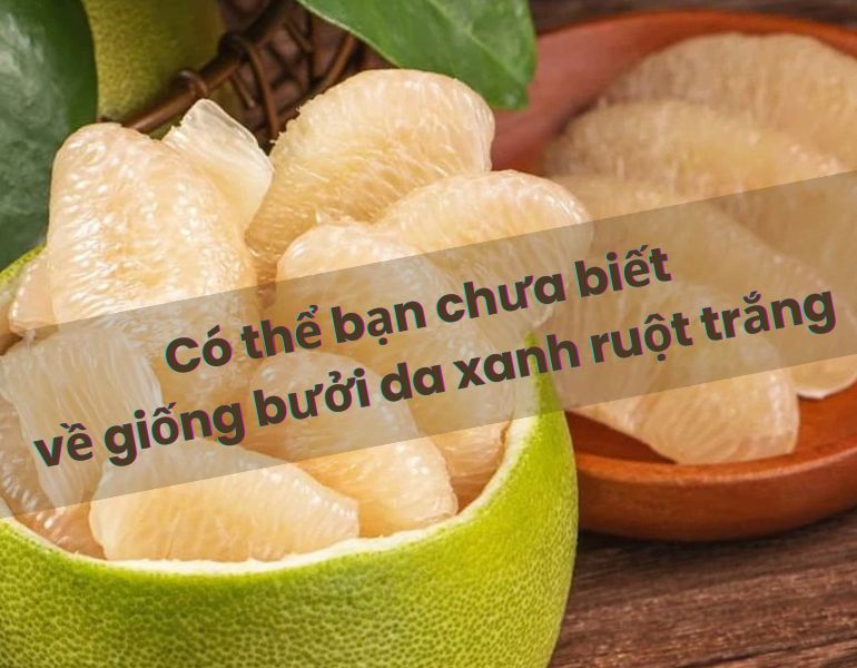 Có thể bạn chưa biết về giống bưởi da xanh ruột trắng