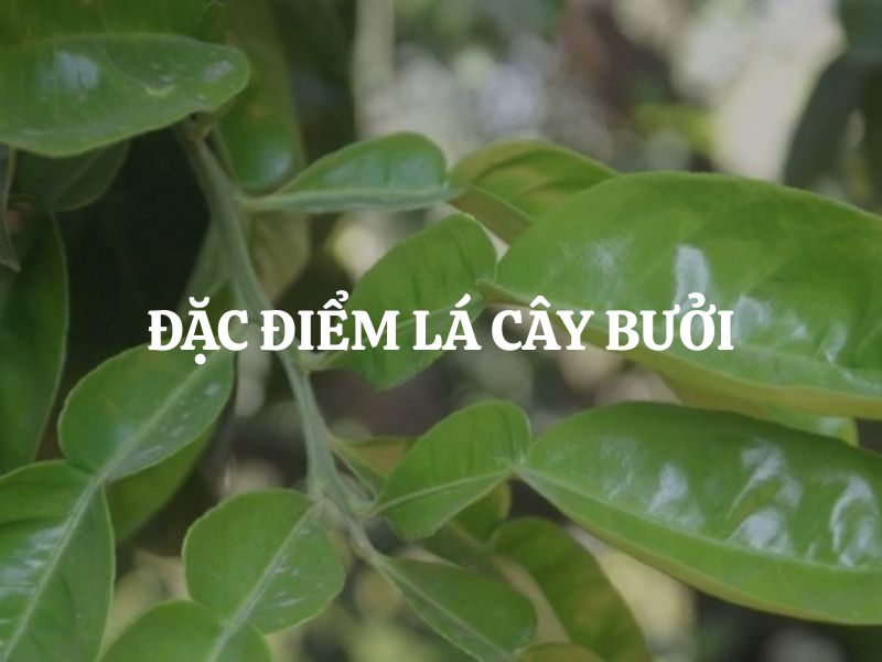 Đặc điểm lá cây bưởi: Cấu tạo sinh học và 5 công dụng tuyệt vời