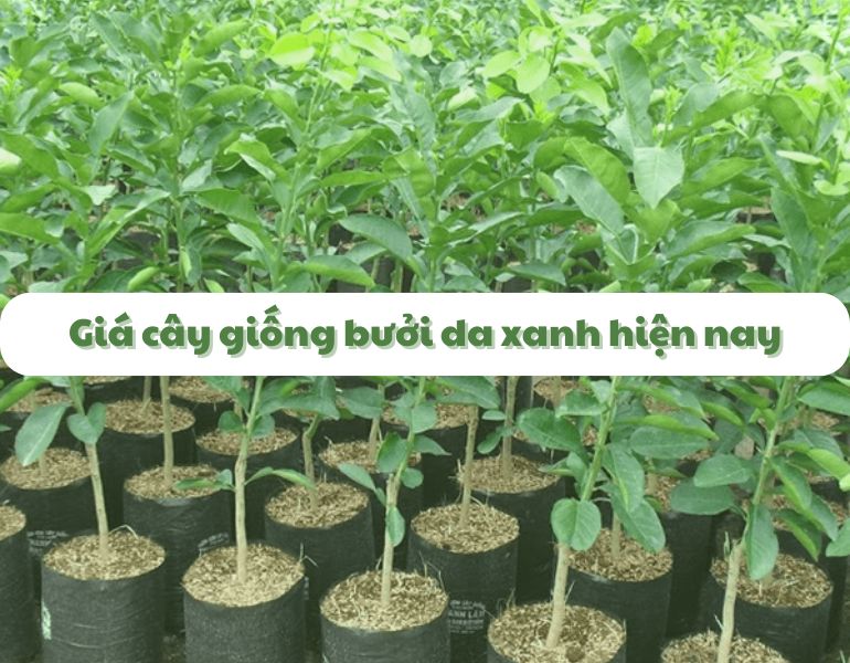 Giá cây giống bưởi da xanh hiện nay