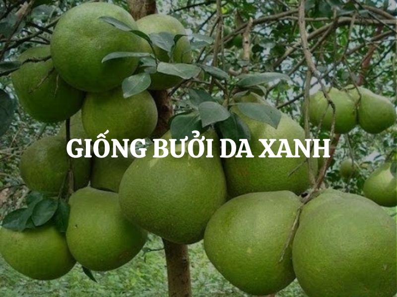 Giống bưởi da xanh: Đặc điểm, kỹ thuật trồng và chăm sóc hiệu quả