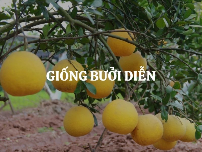 Giống bưởi Diễn là gì? Đặc điểm, kỹ thuật trồng và giá trị kinh tế