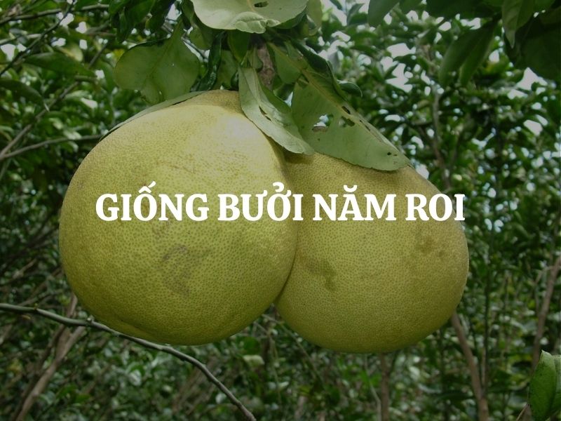 Giống bưởi năm roi là gì? Nguồn gốc, giá trị và cách chọn bưởi ngon Giống bưởi năm roi là gì? Nguồn gốc, giá trị và cách chọn bưởi ngon