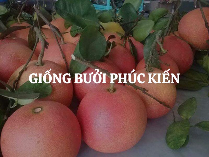 Giống bưởi Phúc Kiến: Đặc điểm, kỹ thuật trồng và giá trị kinh tế