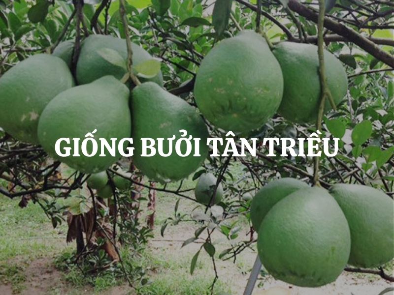 Giống bưởi Tân Triều: Đặc sản Đồng Nai thơm ngon, giá trị cao