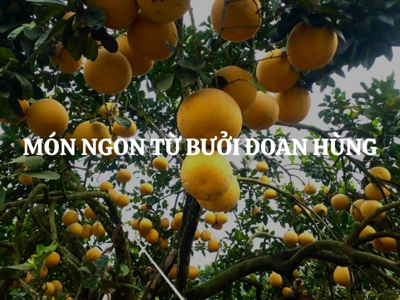 Gợi ý món ngon từ bưởi Đoan Hùng: Đặc sản Phú Thọ hấp dẫn khó cưỡng