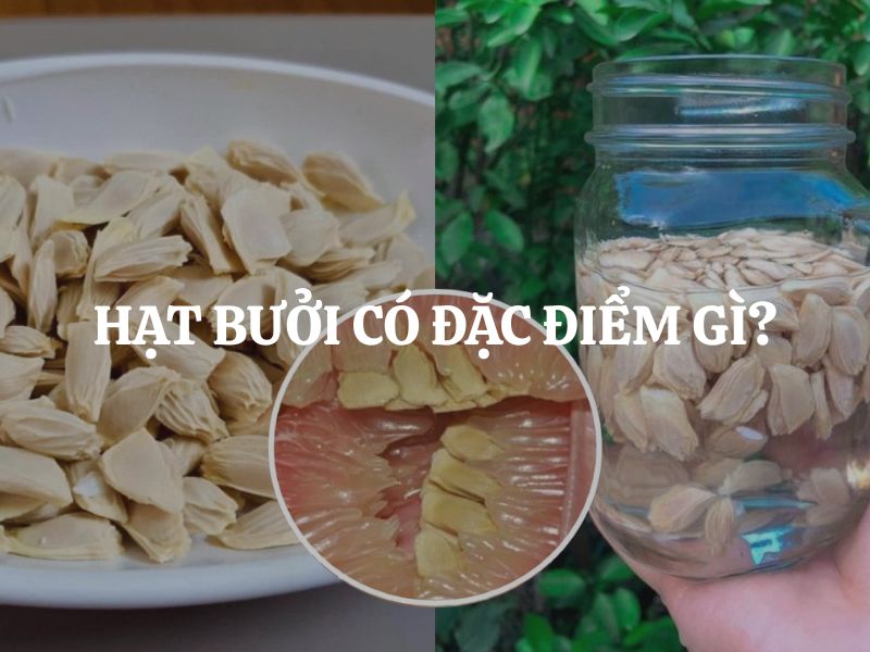 Hạt bưởi có đặc điểm gì? Khám phá những giá trị bất ngờ ít người biết đến
