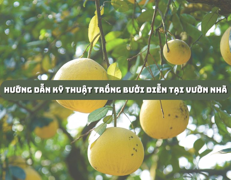 Hướng dẫn kỹ thuật trồng bưởi Diễn tại vườn nhà