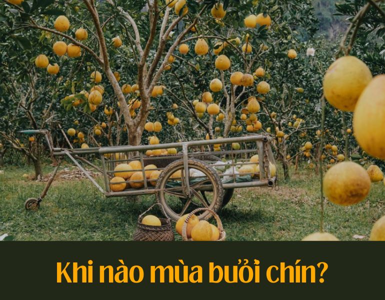 Khi nào mùa bưởi chín?