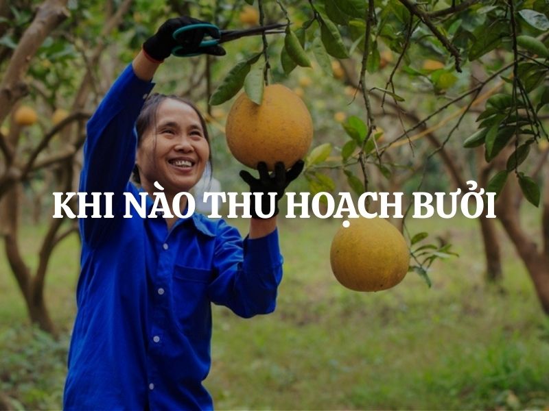 Khi nào thu hoạch bưởi đúng thời điểm để đạt chất lượng cao