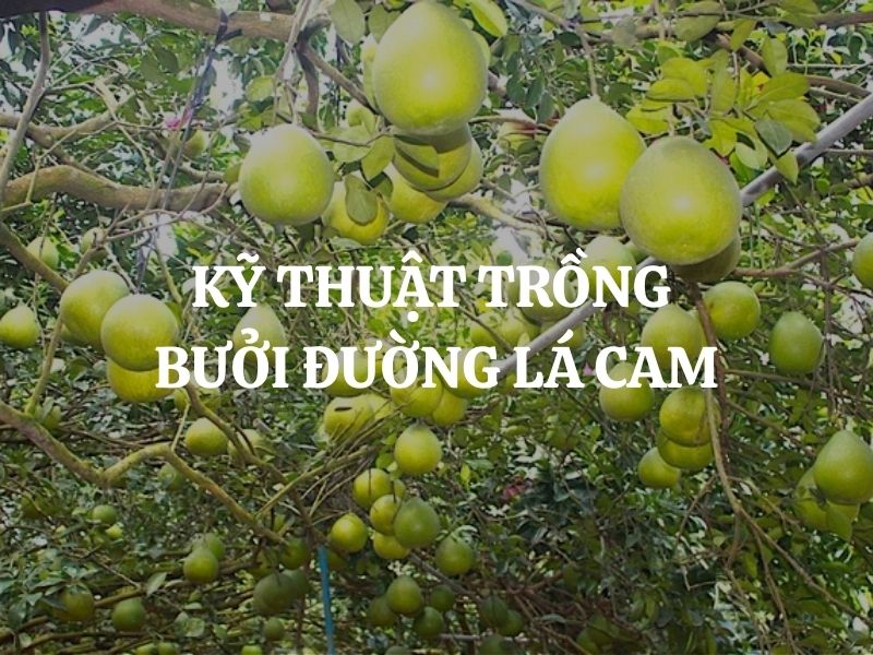 Kỹ thuật trồng bưởi đường lá cam Tân Triều đúng chuẩn cho năng suất cao và trái ngọt