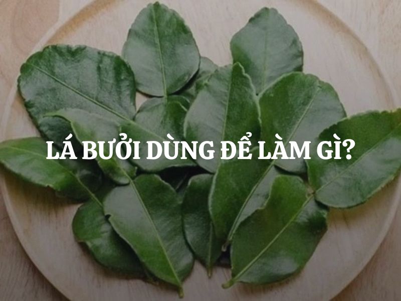 Lá bưởi dùng để làm gì? Những công dụng tuyệt vời của lá bưởi đối với sức khỏe & đời sống