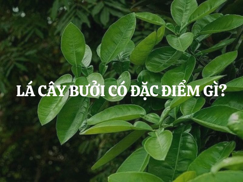 Lá cây bưởi có đặc điểm gì? Nhận biết chính xác qua hình dáng, cấu tạo và đặc tính tự nhiên