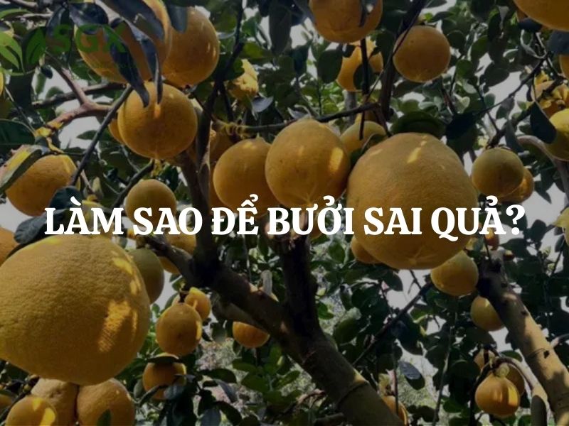 Làm sao để bưởi sai quả? Bí quyết giúp bưởi ra hoa nhiều, đậu trái bền, cho quả ngọt