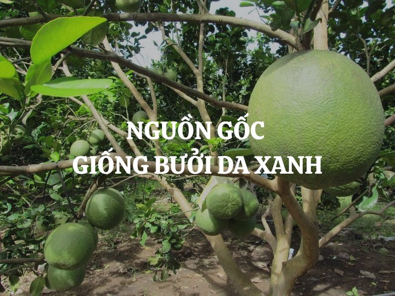 Nguồn gốc giống bưởi da xanh và hành trình trở thành đặc sản nổi tiếng Bến Tre