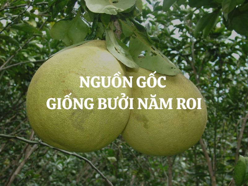 Nguồn gốc giống bưởi năm roi và những điều thú vị về đặc sản nổi tiếng miền Tây