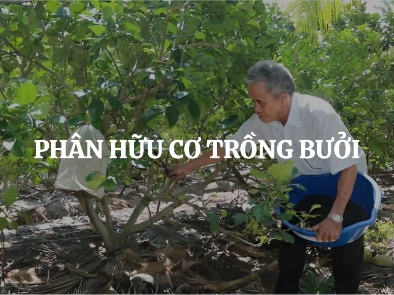 Phân hữu cơ trồng bưởi: Giải pháp giúp tăng năng suất, trái đẹp và bền cây