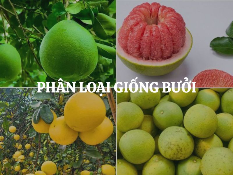 Phân loại giống bưởi phổ biến tại Việt Nam và đặc điểm nhận biết