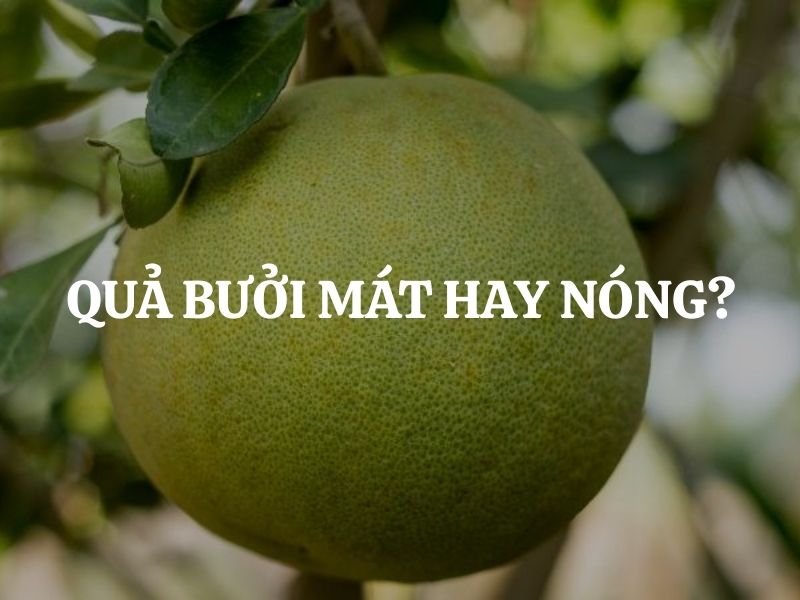 Quả bưởi mát hay nóng? Những lưu ý quan trọng để ăn bưởi đúng cách