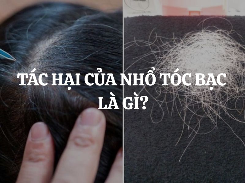 Tác hại của nhổ tóc bạc là gì? Liệu nhổ tóc có làm tóc bạc mọc nhiều hơn?