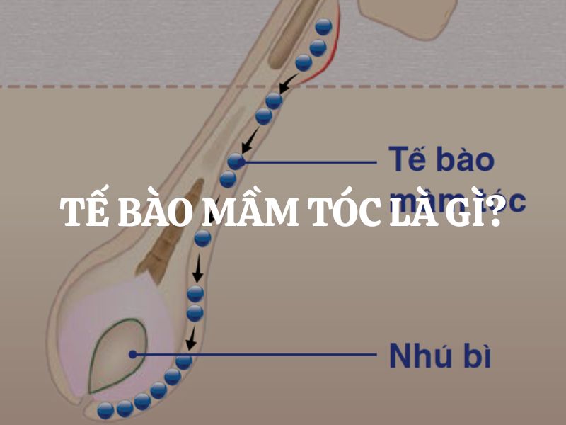 Tế bào mầm tóc là gì? Vai trò quan trọng của tế bào mầm tóc trong sự phát triển của tóc