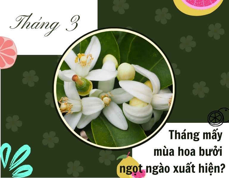 Tháng mấy mùa hoa bưởi ngọt ngào xuất hiện?