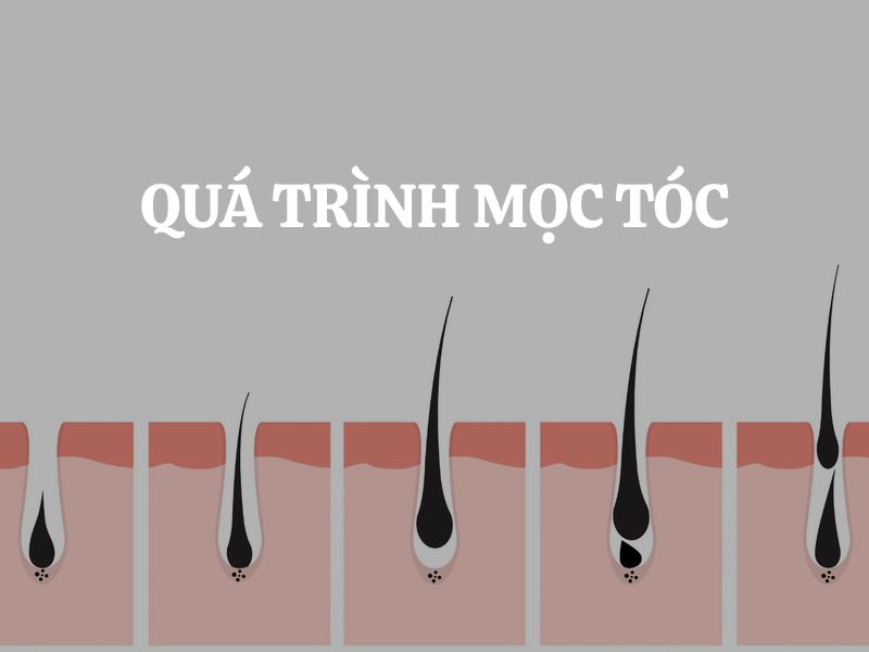 Tìm hiểu quá trình mọc tóc và những điều bạn cần biết để chăm sóc tóc khỏe mạnh