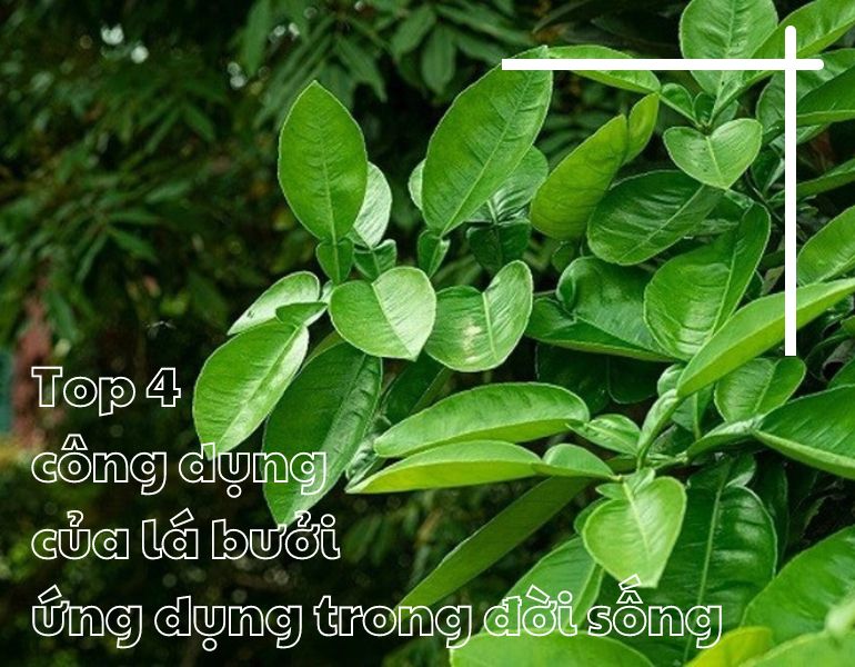 Top 4 công dụng của lá bưởi ứng dụng trong đời sống