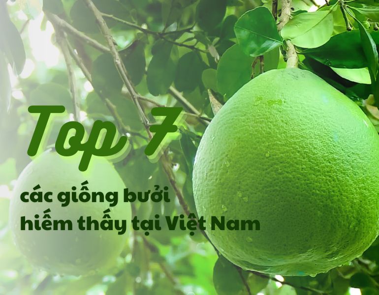 Top 7 các giống bưởi hiếm thấy tại Việt Nam