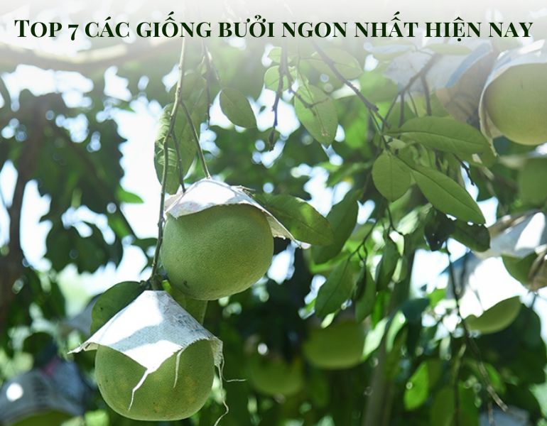 Top 7 các giống bưởi ngon nhất hiện nay