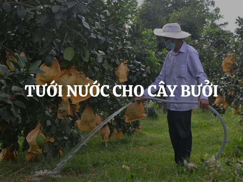Tưới nước cho cây bưởi đúng kỹ thuật giúp tăng năng suất và tuổi thọ vườn cây