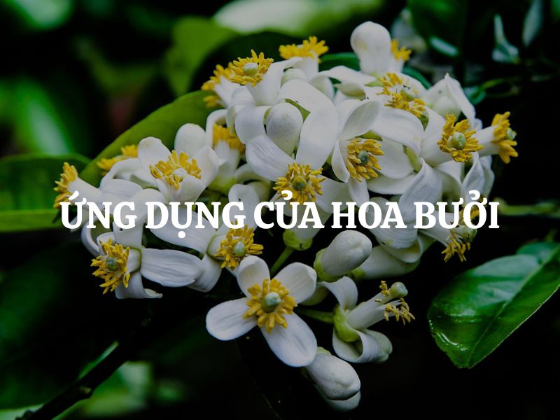 Ứng dụng của hoa bưởi trong đời sống, y học và làm đẹp hiện đại Ứng dụng của hoa bưởi trong đời sống, y học và làm đẹp hiện đại
