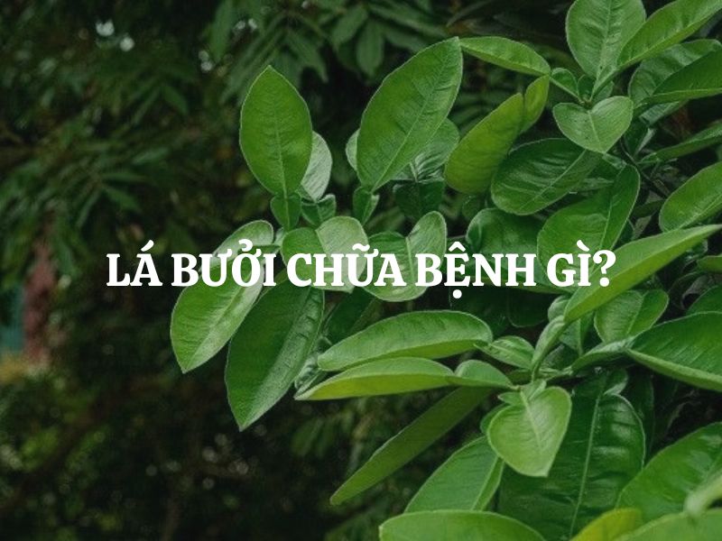 Xông lá bưởi chữa bệnh gì? Hướng dẫn cách dùng lá bưởi giải cảm, trị đau nhức